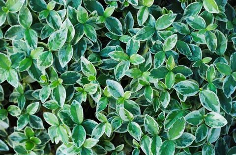 Texture grass. Pattern texture of leaves. Plants texture for designers. Tropi Stock Photos