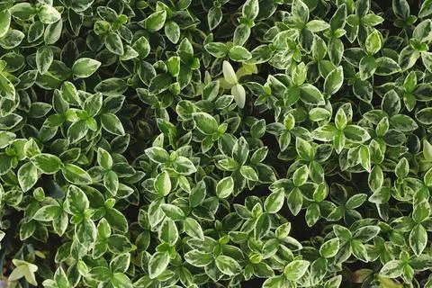 Texture grass. Pattern texture of leaves. Plants texture for designers. Tropi Stock Photos