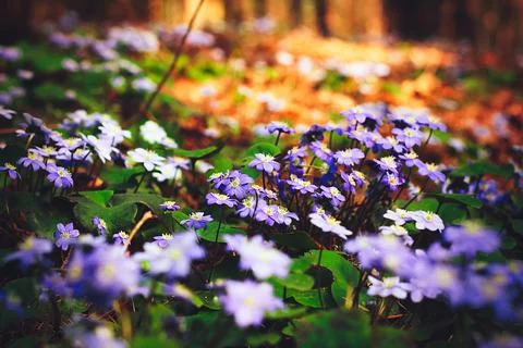 Texture grass. Pattern texture of leaves. Tropical leaves texture. Background Stock Photos