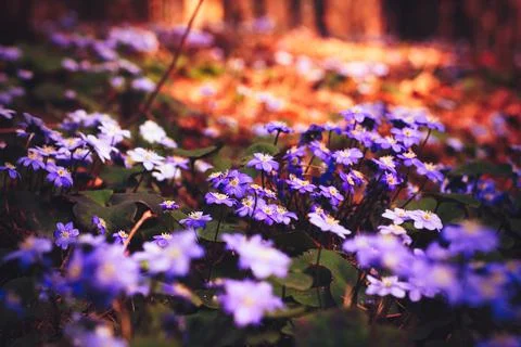 Texture grass. Pattern texture of leaves. Tropical leaves texture. Background Stock Photos