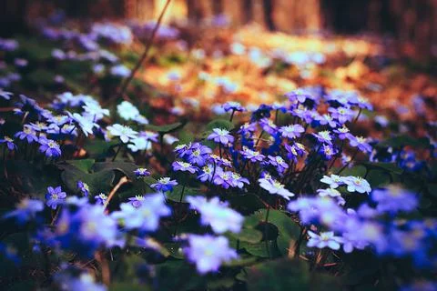 Texture grass. Pattern texture of leaves. Tropical leaves texture. Background Stock Photos