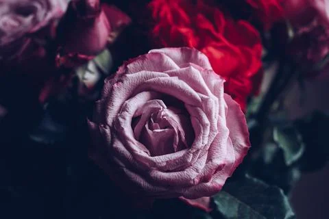 Texture grass. Pattern texture of leaves. Tropical leaves texture. Background Stock Photos