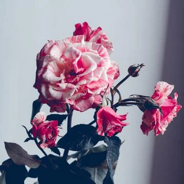 Texture grass. Pattern texture of leaves. Tropical leaves texture. Background Stock Photos