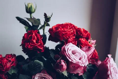 Texture grass. Pattern texture of leaves. Tropical leaves texture. Background Stock Photos