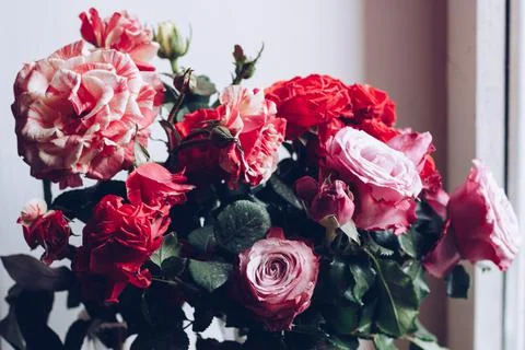 Texture grass. Pattern texture of leaves. Tropical leaves texture. Background Stock Photos