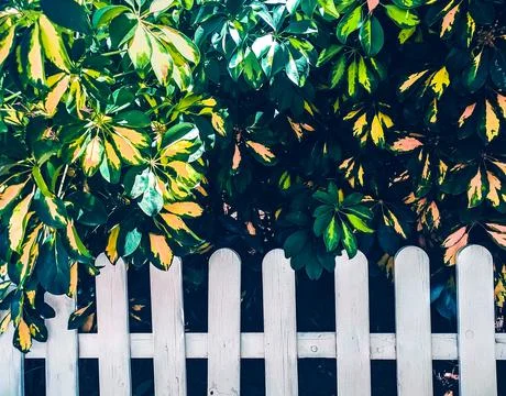 Texture grass. Pattern texture of leaves. Plants texture for designers. Tropi Stock Photos