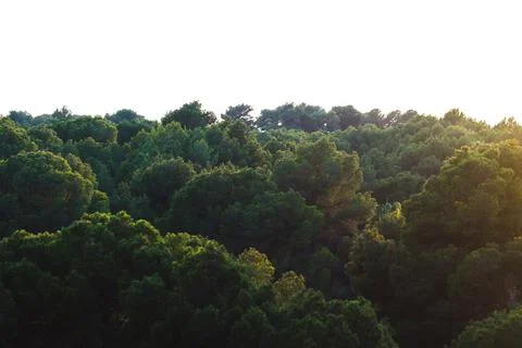 Texture grass. Pattern texture of leaves. Tropical leaves texture. Background Stock Photos