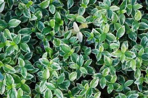 Texture grass. Pattern texture of leaves. Tropical leaves texture. Background Stock Photos