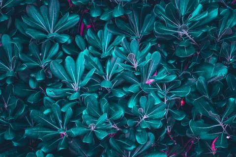 Texture grass. Pattern texture of leaves. Tropical leaves texture. Background Stock Photos