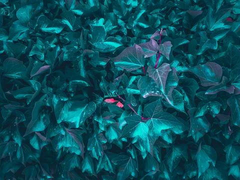 Texture grass. Pattern texture of leaves. Tropical leaves texture. Background Stock Photos