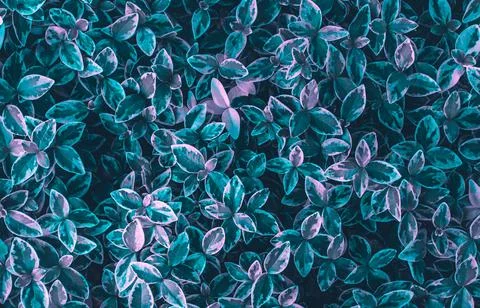 Texture grass. Pattern texture of leaves. Tropical leaves texture. Background Stock Photos