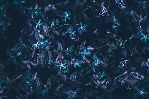 Texture grass. Pattern texture of leaves. Tropical leaves texture. Background Stock Photos