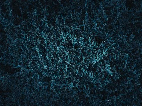 Texture grass. Pattern texture of leaves. Tropical leaves texture. Background Stock Photos