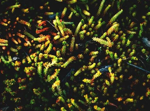 Texture grass. Pattern texture of leaves. Tropical leaves texture. Background Stock Photos