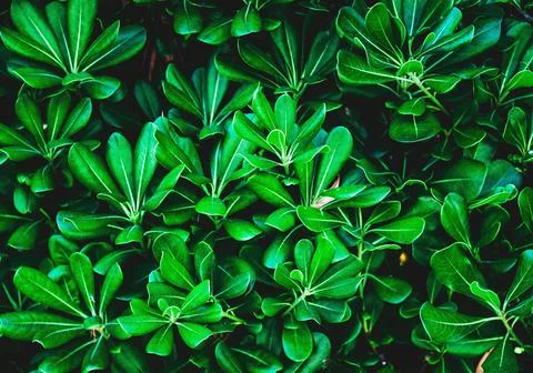 Texture grass. Pattern texture of leaves. Tropical leaves texture. Background Stock Photos