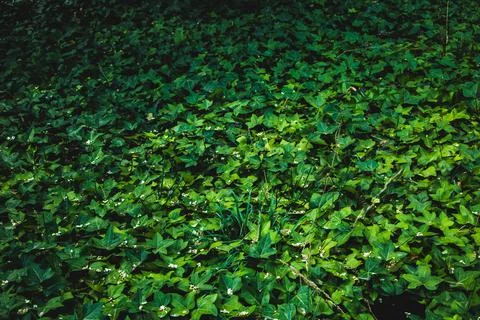 Texture grass. Pattern texture of leaves. Tropical leaves texture. Background Stock Photos