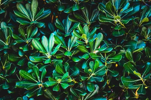 Texture grass. Pattern texture of leaves. Tropical leaves texture. Background Stock Photos