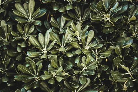 Texture grass. Pattern texture of leaves. Tropical leaves texture. Background Stock Photos