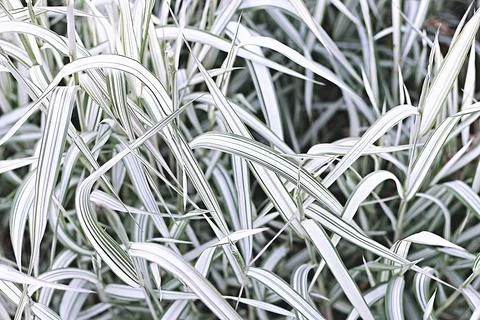 Texture grass. Pattern texture of leaves. Tropical leaves texture. Background Stock Photos