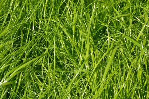 The texture of grass. Stock Photos