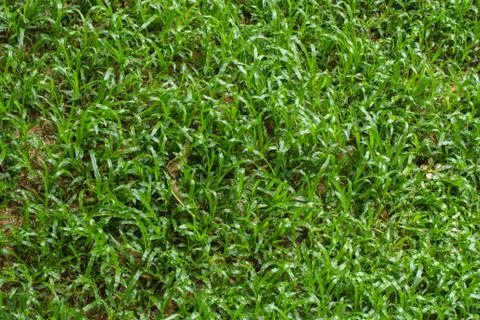 Texture of grass Stock Photos