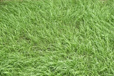 Texture of grass Stock Photos