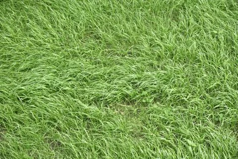 Texture of grass Stock Photos