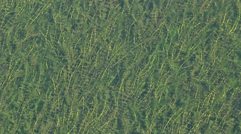 Texture grass under water Stock Footage 40810663
