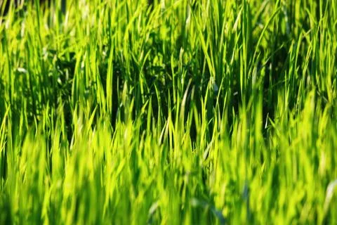 Texture of grassy lawn in spring Stock Photos
