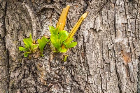 A texture of gray bark of a old tree with knots and cracks and twigs with you Foto stock