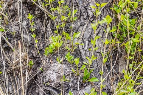 A texture of gray bark of a old tree with knots and cracks and twigs with you Stock Photos