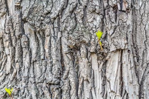 A texture of gray bark of a old tree with knots and cracks and twigs with you Stock Photos