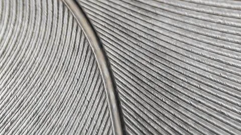 Texture of a gray bird feather Stock Photos