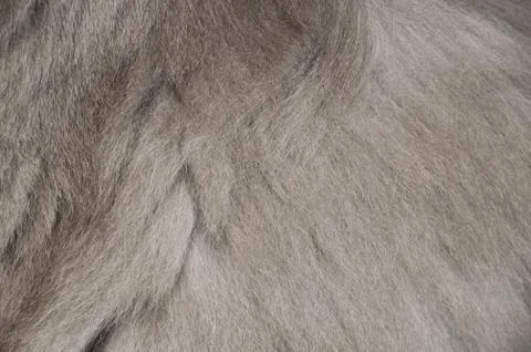 Texture of gray long fluffy wool. gray soft background Stock Photos