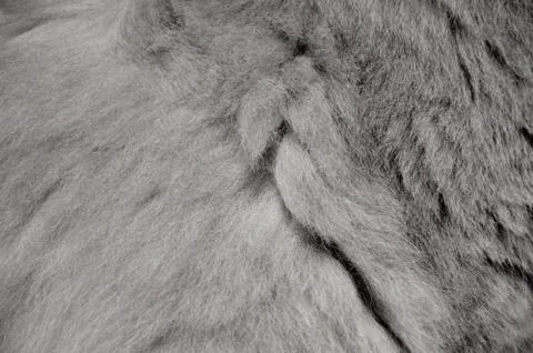 Texture of gray long fluffy wool. gray soft background Stock Photos