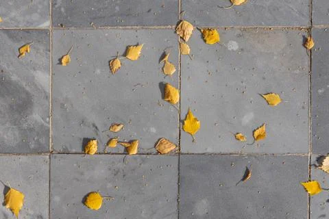 Texture of gray marble path with orange and birch yellow leaves and seeds is Stock Photos