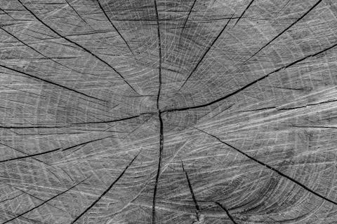 Texture gray oak trunk Stock Photos