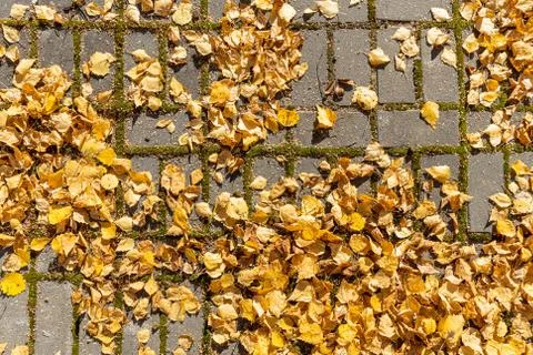 Texture of gray paved path with orange and yellow leaves is in the park in Foto stock