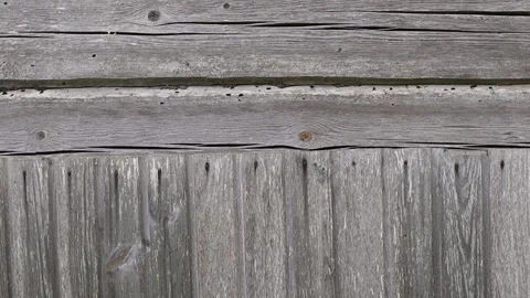 Texture of gray solid wood log wall Stock Footage 147663578