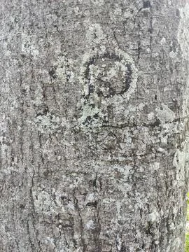 Texture of gray tree bark getting sun all day Stock Photos