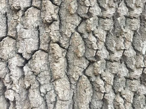 The texture of the gray tree bark image that fills the frame Stock Photos