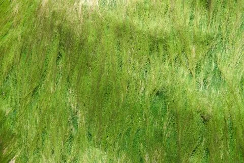 The texture of green algae on the stone. Abstract background. Foto stock