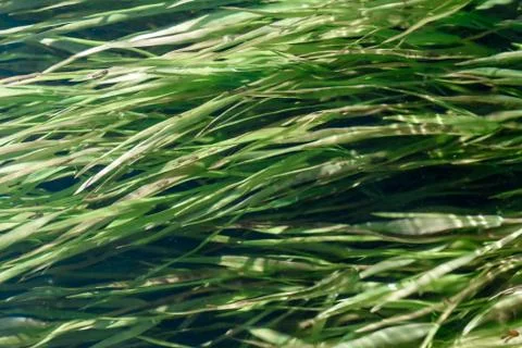 Texture of green algae under water close-up, macro Stock Photos