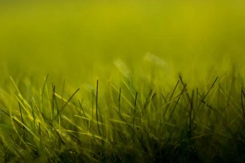 Texture of green artificial grass in the foreground and background blur Stock Photos