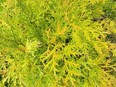 Texture, green background from branches of coniferous trees Stock Photos
