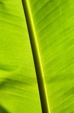 Texture on green banana leaf Stock Photos