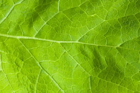 Texture of green burdock leaf, close-up Foto stock