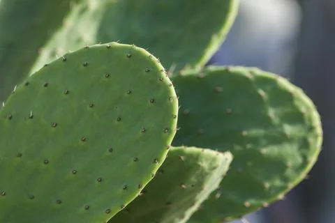 Texture of green cactus close up Stock Photos