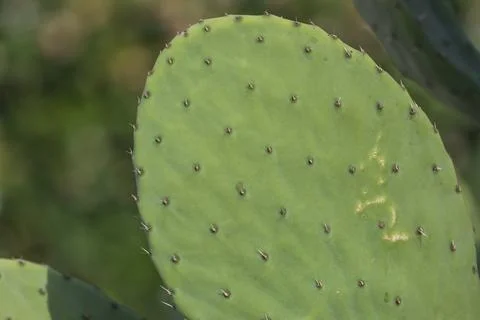 Texture of green cactus close up Stock Photos