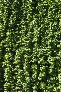A texture of green climber with leaves,  during Spring Stock Photos